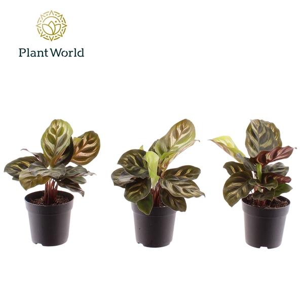 Горшечные цветы и растения оптом Calathea Makoyana (decorum) от 16шт (для телеги) из Голландии с доставкой по России