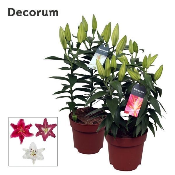 Горшечные цветы и растения оптом Lilium Or Mix 3pp (decorum) от 6шт из Голландии с доставкой по России