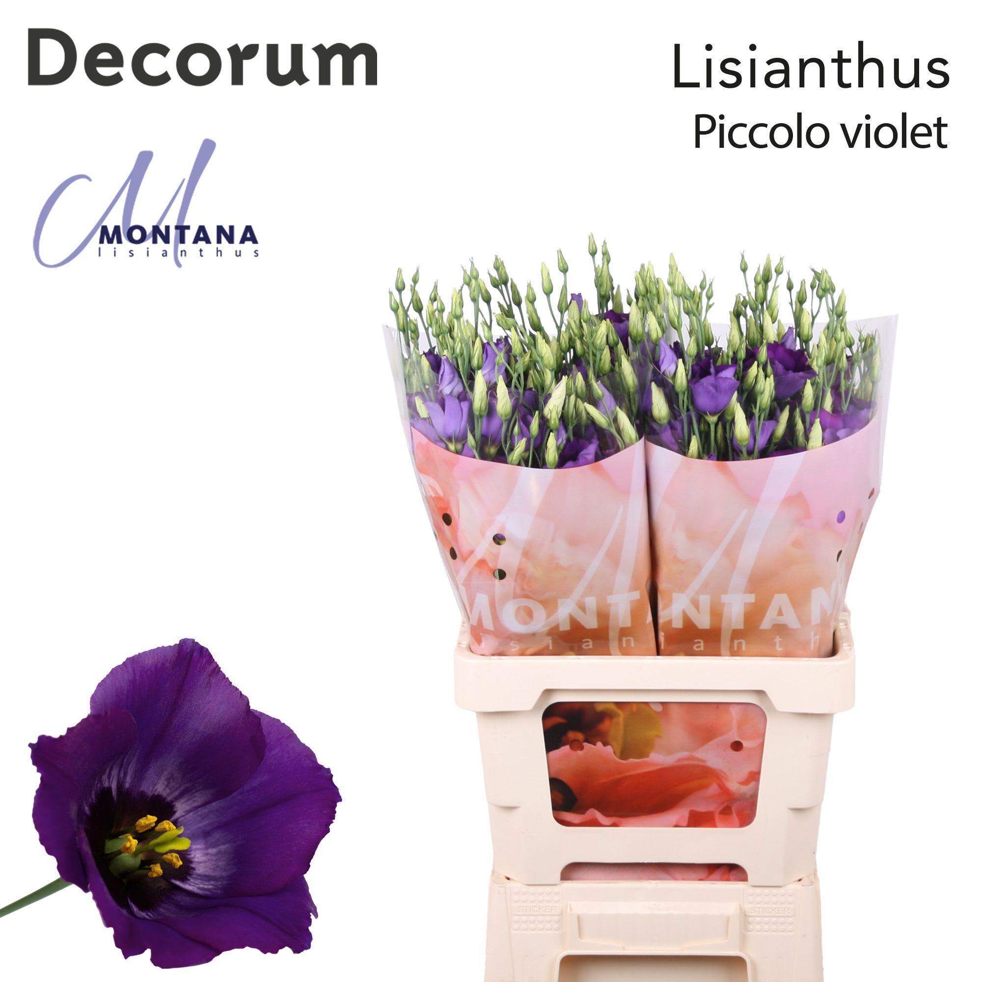 Срезанные цветы оптом Lisianthus si piccolo violet от 20шт из Голландии с доставкой по России