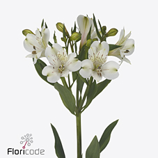 Срезанные цветы оптом Alstroemeria white swan от 50шт из Голландии с доставкой по России