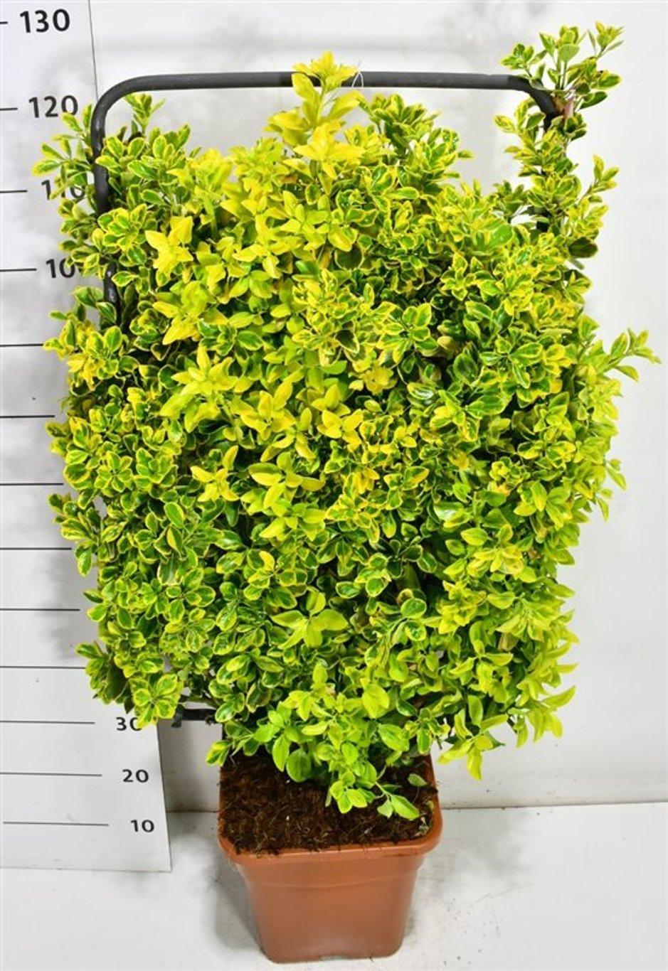 Горшечные цветы и растения оптом Euonymus Jap Aureus от 1шт из Голландии с доставкой по России