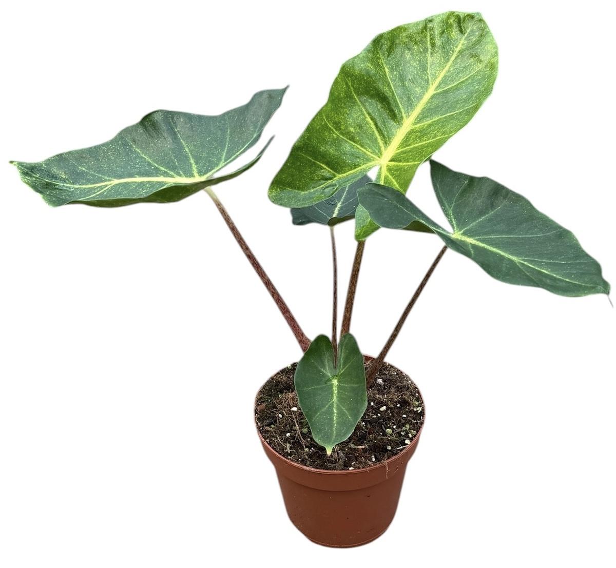 Горшечные цветы и растения оптом Alocasia New Guinea Gold от 1шт (для телеги) из Голландии с доставкой по России