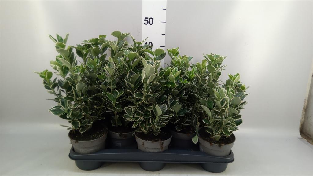 Горшечные цветы и растения оптом Euonymus Fortunei silver Queen от 10шт из Голландии с доставкой по России