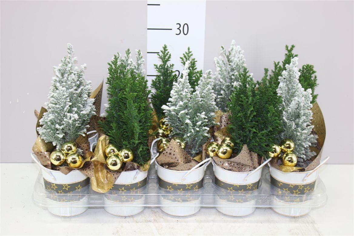 Горшечные цветы и растения оптом Chamaecyparis La Ellwoodii Snow Green Zink Decoste от 10шт из Голландии с доставкой по России