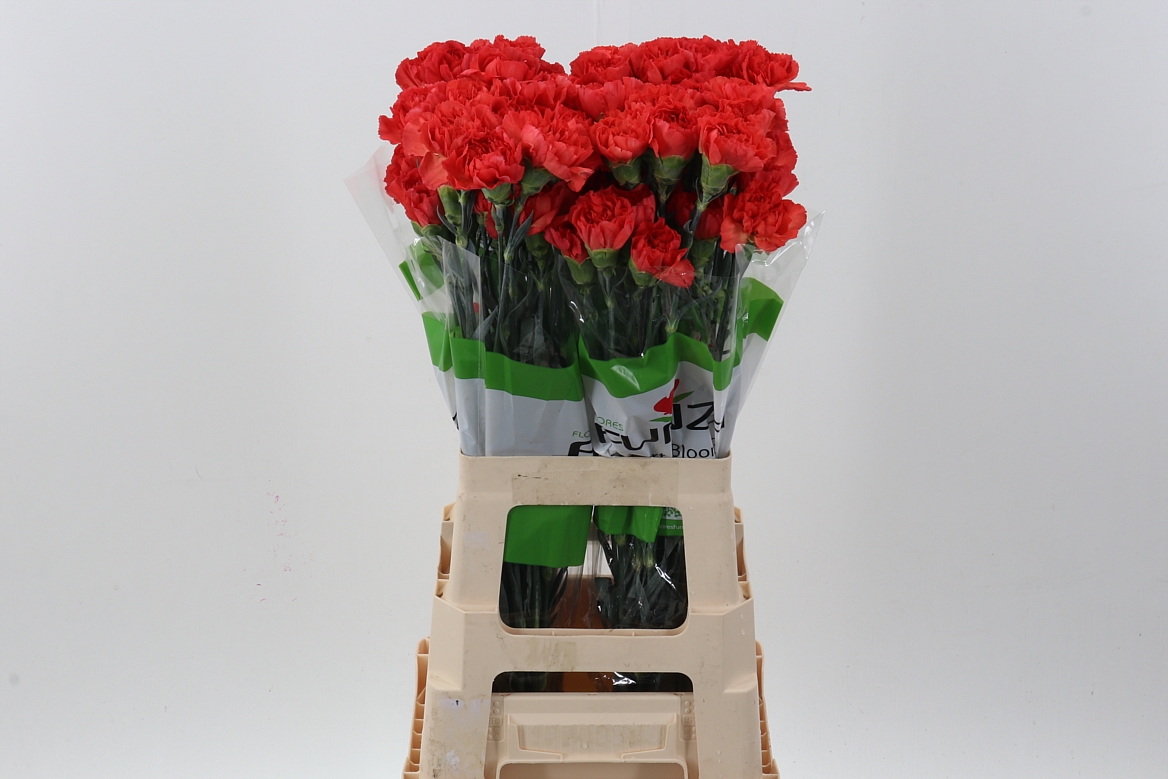 Срезанные цветы оптом Dianthus st tangelo от 80шт из Голландии с доставкой по России