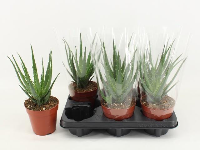 Горшечные цветы и растения оптом Aloe Arborescens от 6шт из Голландии с доставкой по России
