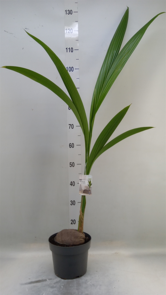 Горшечные цветы и растения оптом Cocos Nucifera от 1шт из Голландии с доставкой по России