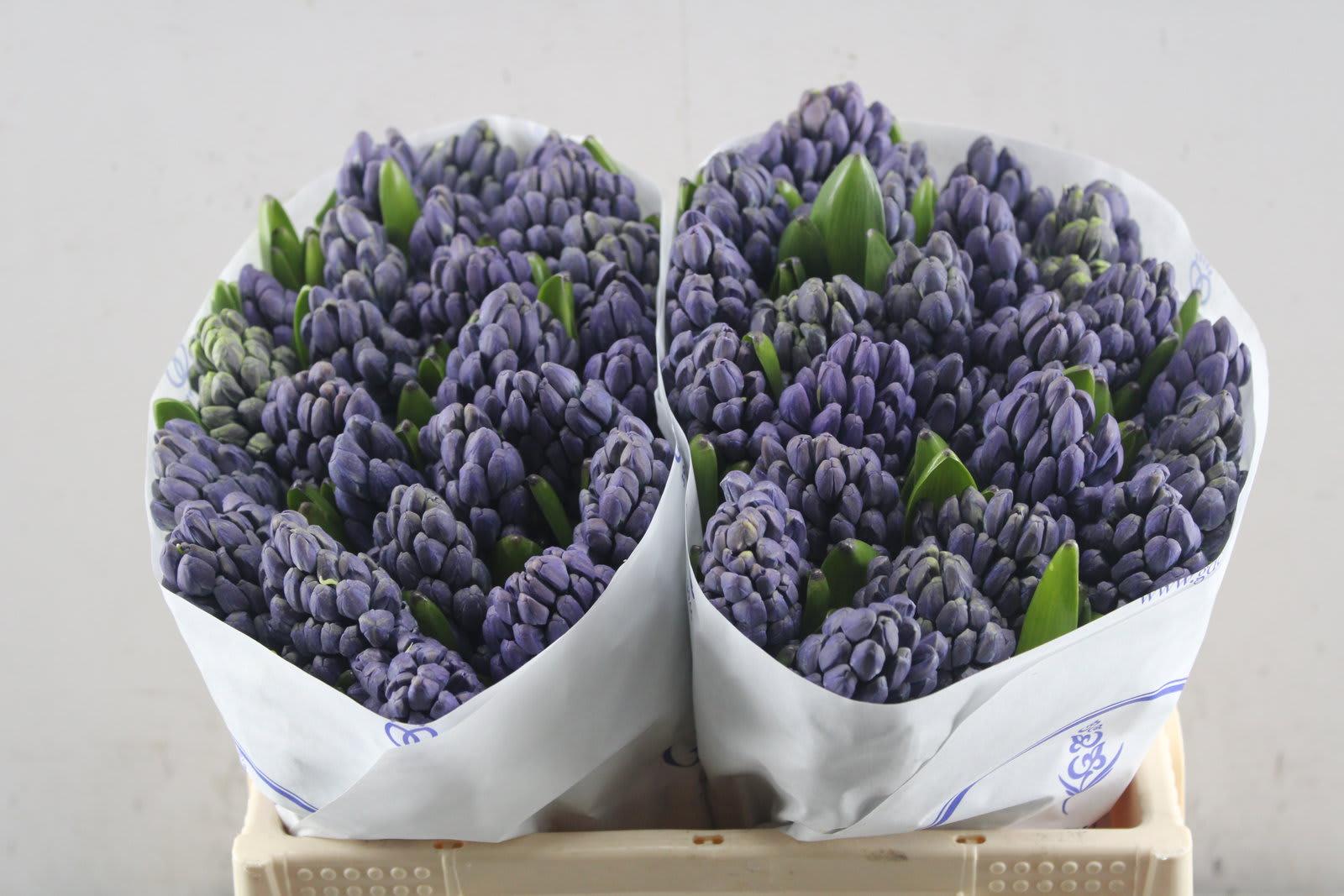 Срезанные цветы оптом Hyacinthus delft blue A от 50шт из Голландии с доставкой по России