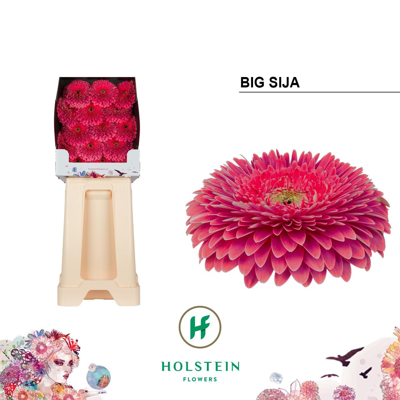 Срезанные цветы оптом Gerbera diamond gerponi big sija от 45шт из Голландии с доставкой по России