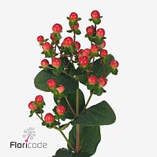 Срезанные цветы оптом Hypericum tomato flair от 80шт.. из Голландии с доставкой по России