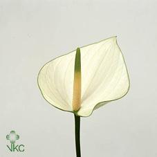 Срезанные цветы оптом Anthurium snowy от 20шт из Голландии с доставкой по России