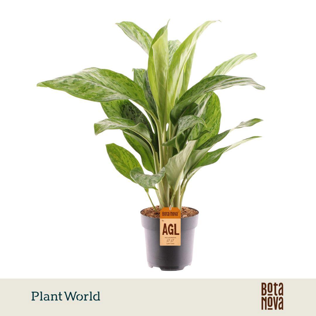 Горшечные цветы и растения оптом Aglaonema Greenlight от 6шт из Голландии с доставкой по России