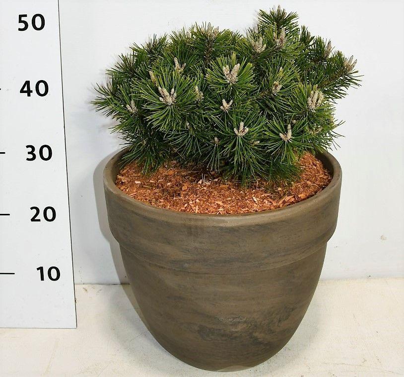 Горшечные цветы и растения оптом Pinus Strobus Macopin In Terra Cotta от 1шт из Голландии с доставкой по России
