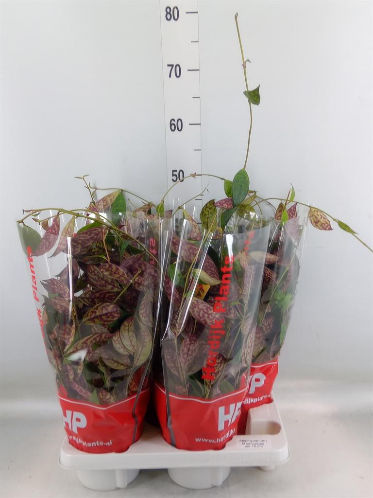 Горшечные цветы и растения оптом Aeschynanthus Marmoratus от 4шт из Голландии с доставкой по России