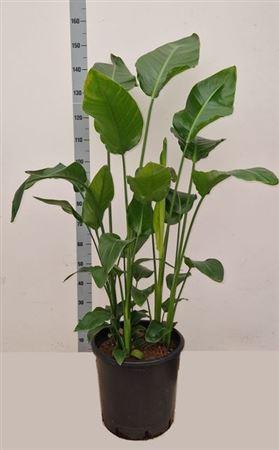 Горшечные цветы и растения оптом Strelitzia Nicolai 6 Stekken от 1шт из Голландии с доставкой по России