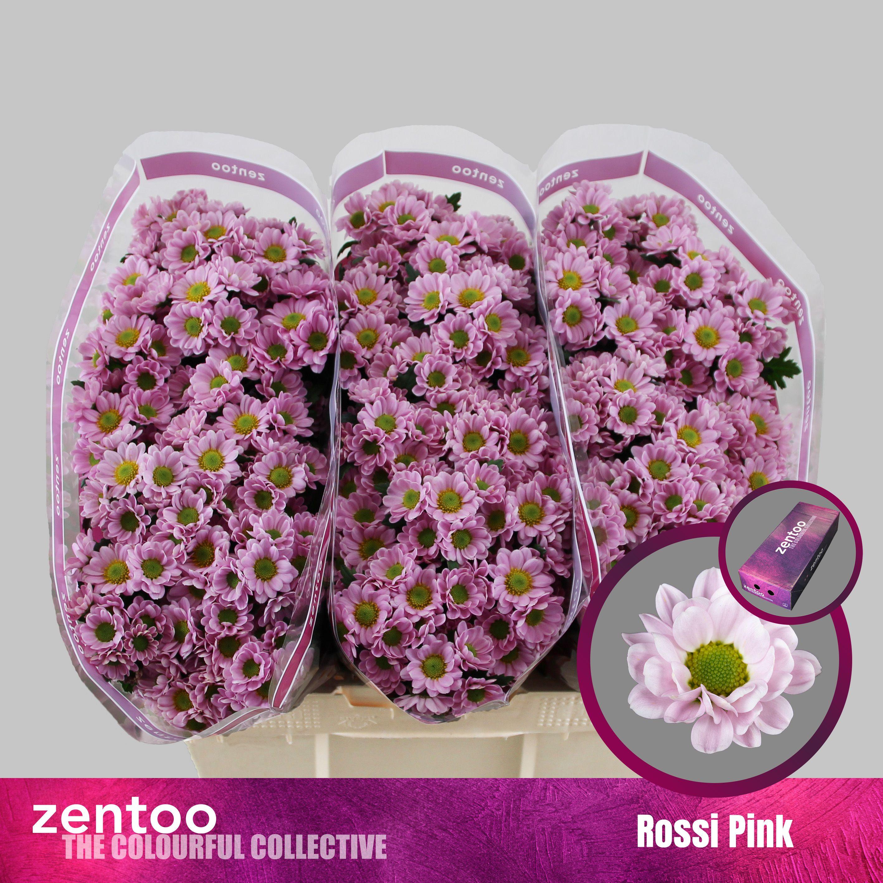 Срезанные цветы оптом Chrys sa rossi pink от 225шт. из Голландии с доставкой по России