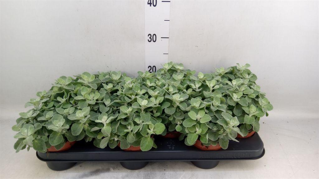 Горшечные цветы и растения оптом Helichrysum Petiolare от 12шт из Голландии с доставкой по России