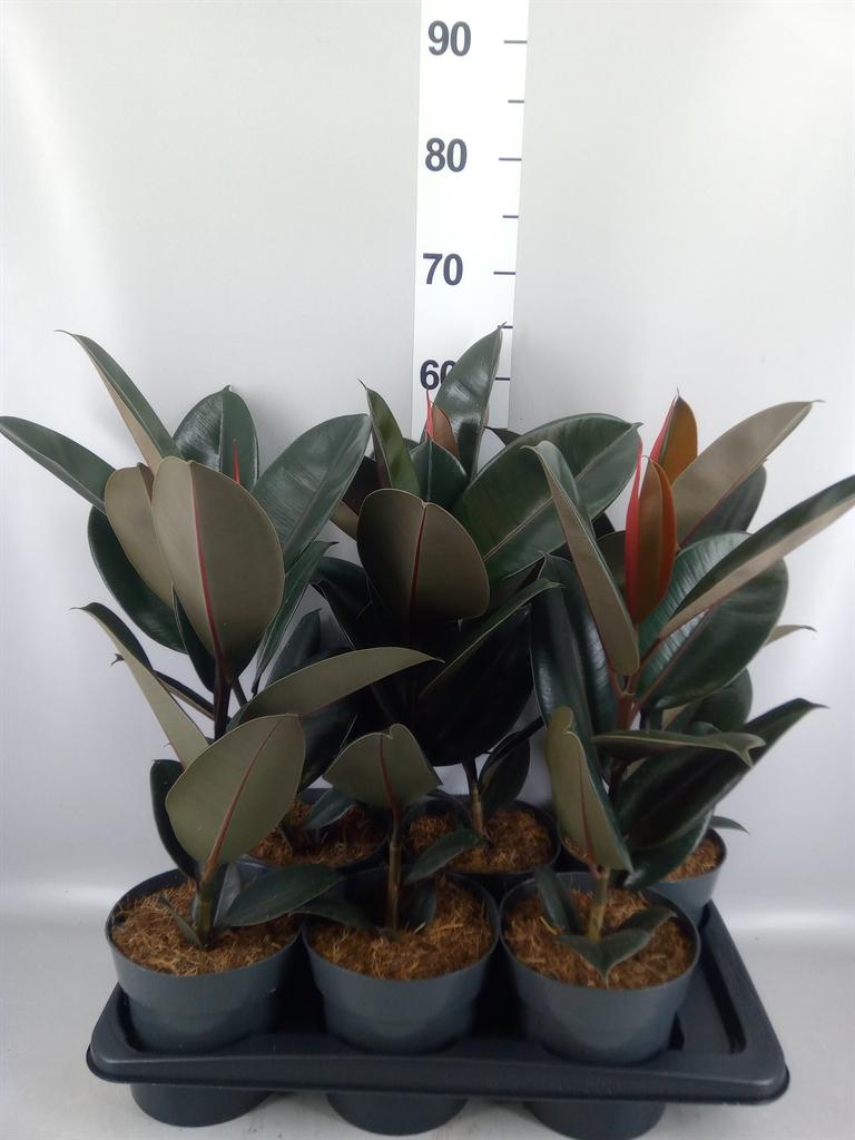 Горшечные цветы и растения оптом Ficus Elastica abidjan от 6шт из Голландии с доставкой по России