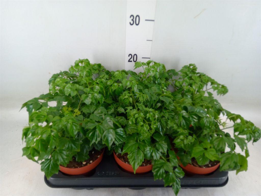 Горшечные цветы и растения оптом Radermachera Sinica от 6шт из Голландии с доставкой по России