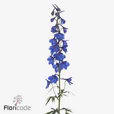 Срезанные цветы оптом Delphinium si deldonna blue от 60шт из Голландии с доставкой по России