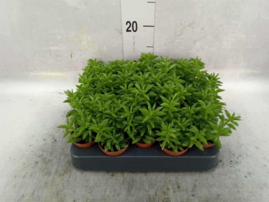 Горшечные цветы и растения оптом Peperomia от 20шт из Голландии с доставкой по России
