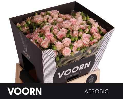 Срезанные цветы оптом Rosa sp aerobic от 30шт из Голландии с доставкой по России