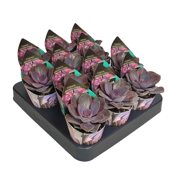 Горшечные цветы и растения оптом Echeveria Perle Von Nurnberg Potcover от 12шт (для телеги) из Голландии с доставкой по России