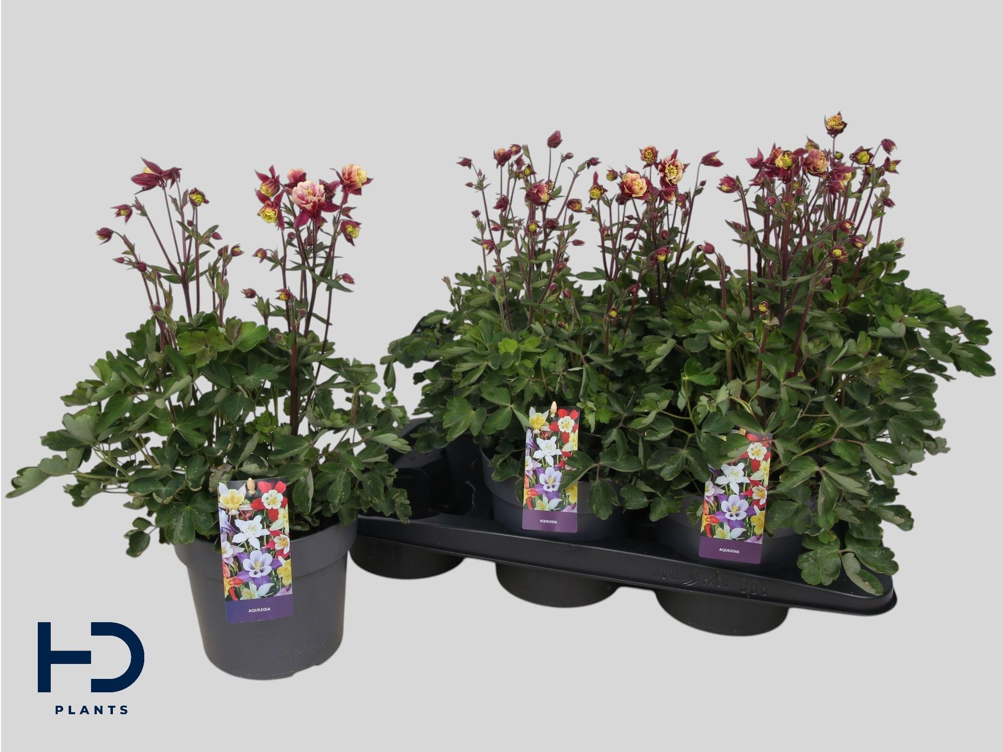 Горшечные цветы и растения оптом Aquil Caerulea от 6шт из Голландии с доставкой по России