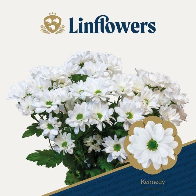 Срезанные цветы оптом Chrys sp kennedy от 160шт из Голландии с доставкой по России