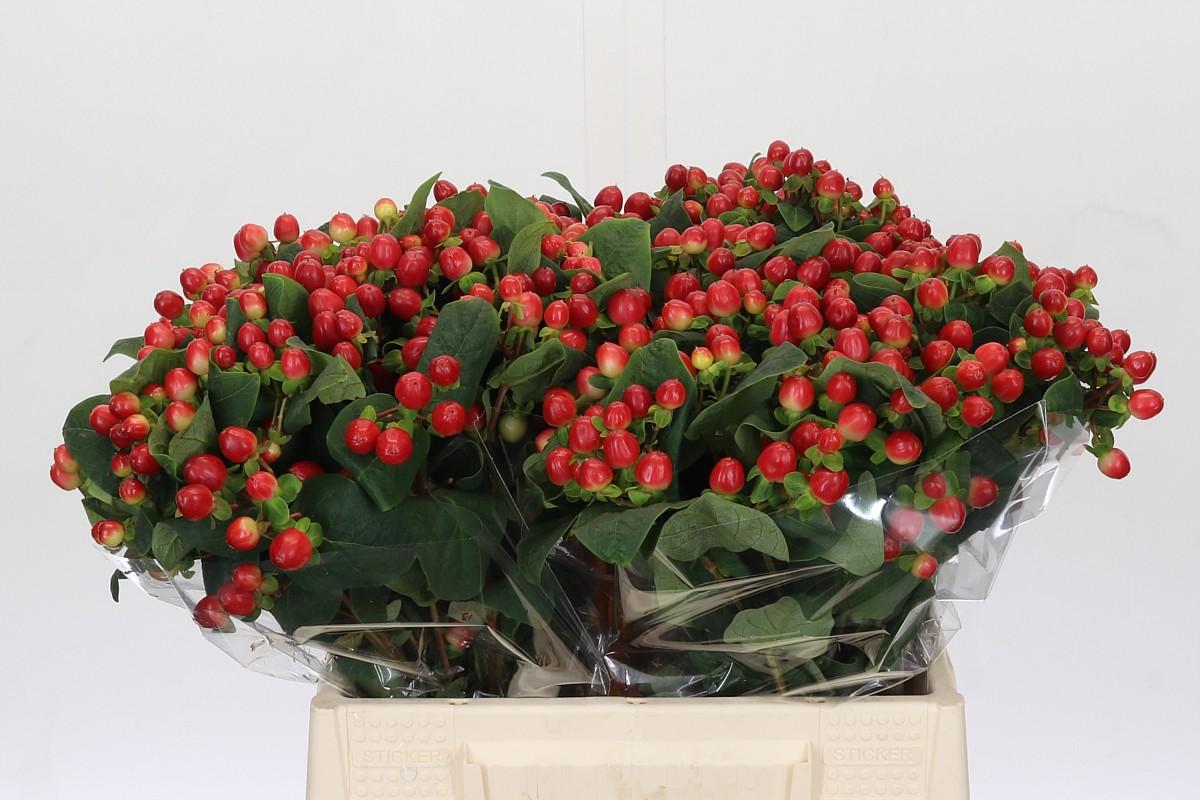 Срезанные цветы оптом Hypericum true romance от 100шт из Голландии с доставкой по России