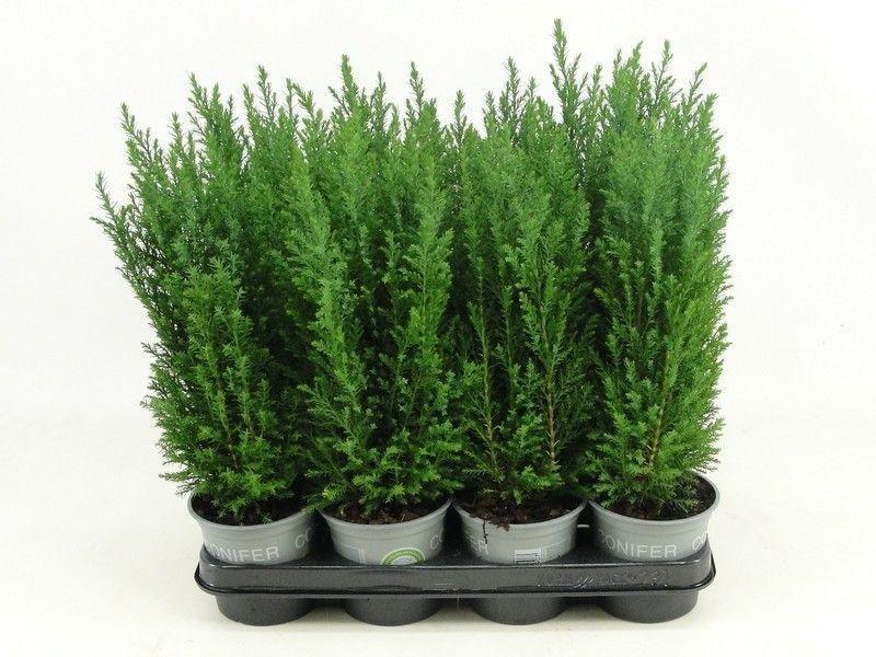 Горшечные цветы и растения оптом Chamaecyparis Laws Ellwoodii от 12шт из Голландии с доставкой по России