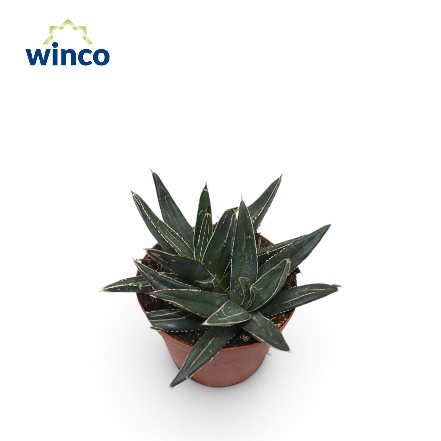 Горшечные цветы и растения оптом Agave Victoriae-reginae (group) от 10шт из Голландии с доставкой по России