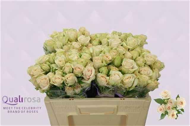 Срезанные цветы оптом Rosa sp super bubbles от 40шт из Голландии с доставкой по России