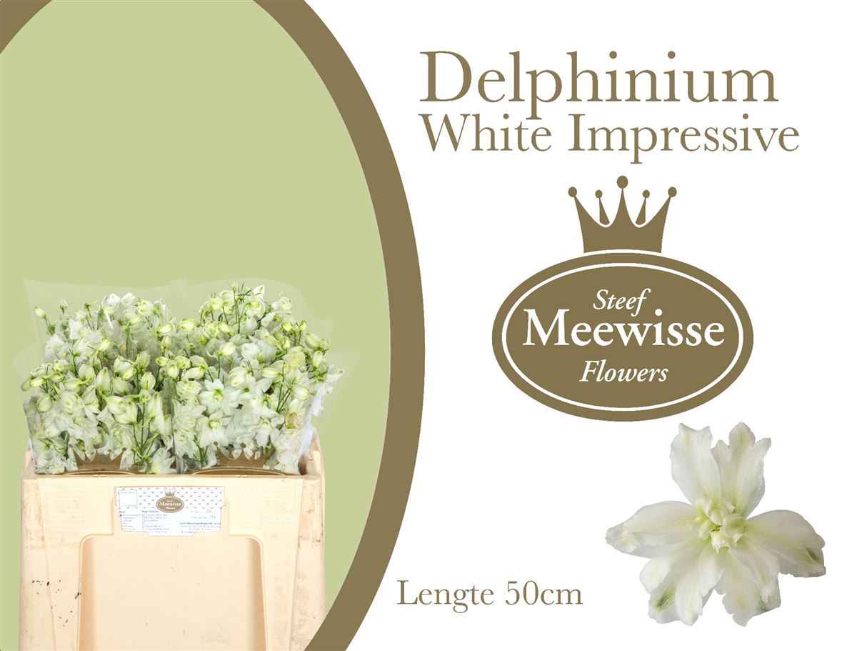 Срезанные цветы оптом Delphinium do el dewi impressive white от 40шт из Голландии с доставкой по России