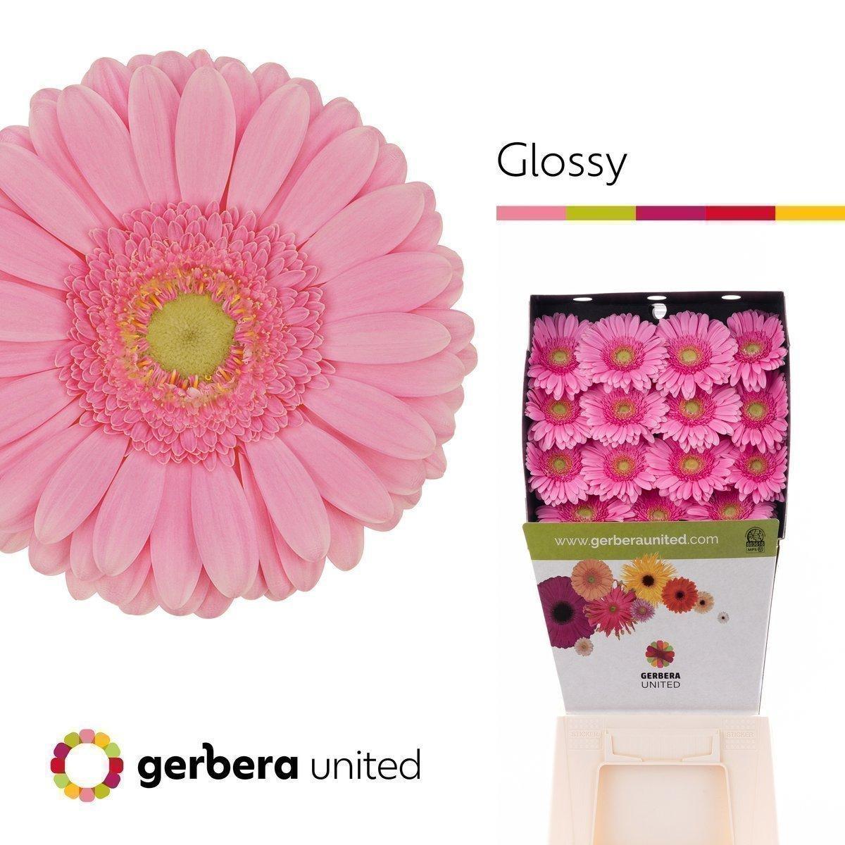 Срезанные цветы оптом Gerbera diamond glossy от 45шт из Голландии с доставкой по России