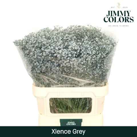 Срезанные цветы оптом Gyps large paint grey от 50шт из Голландии с доставкой по России