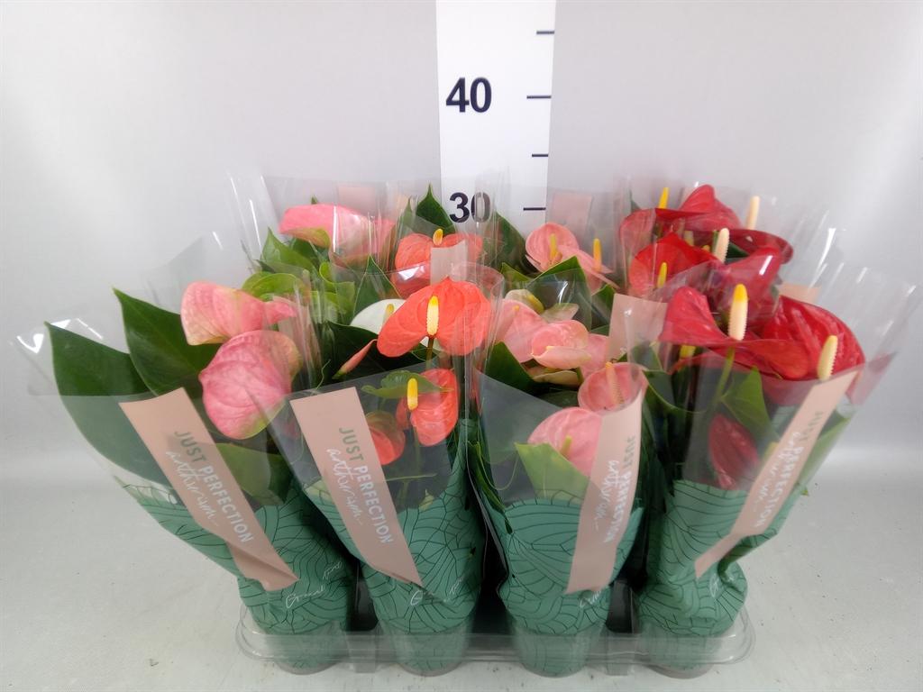 Горшечные цветы и растения оптом Anthurium ...mix от 12шт (для телеги) из Голландии с доставкой по России