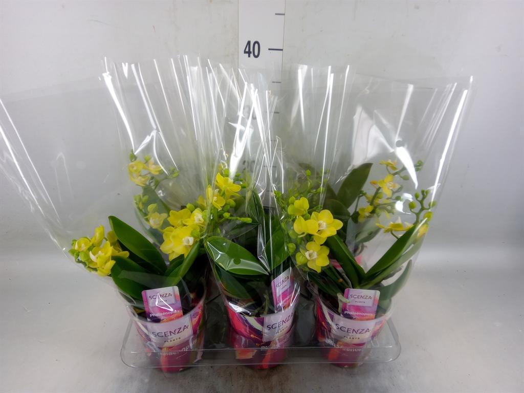Горшечные цветы и растения оптом Phalaenopsis   ...yellow от 6шт из Голландии с доставкой по России