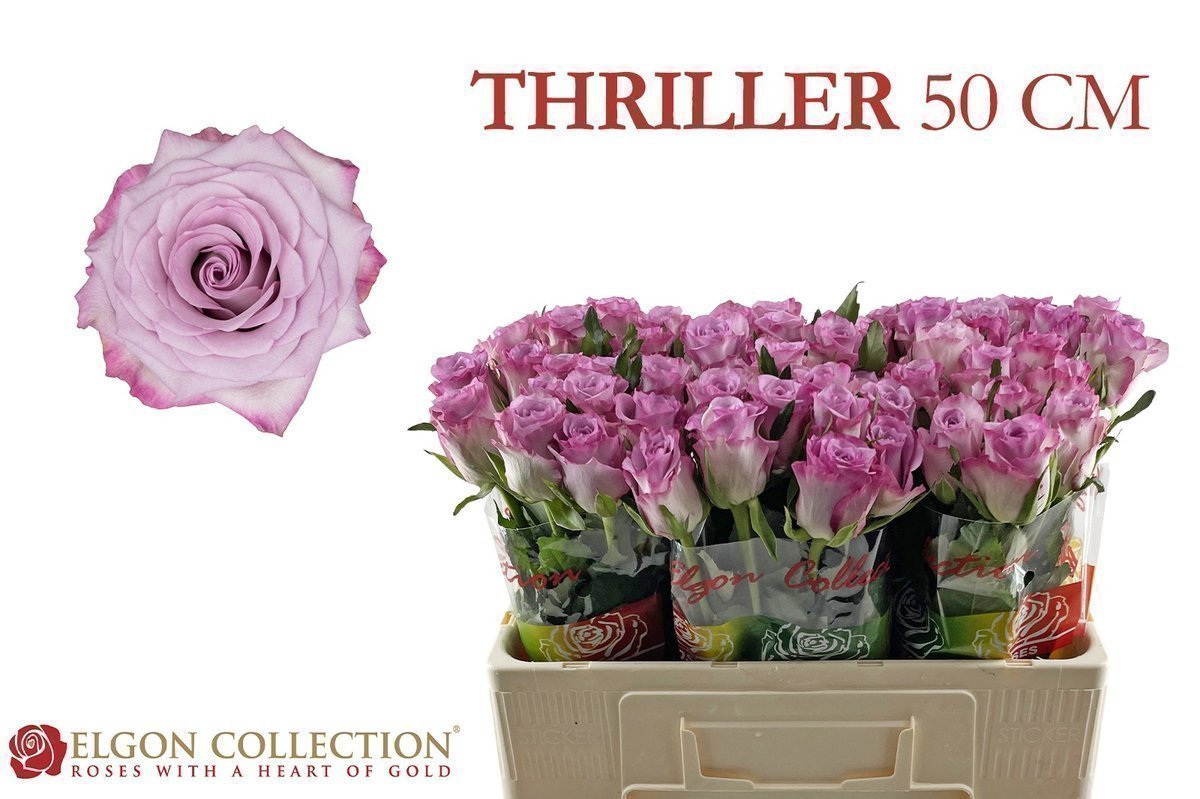 Срезанные цветы оптом Rosa large thriller от 60шт. из Голландии с доставкой по России