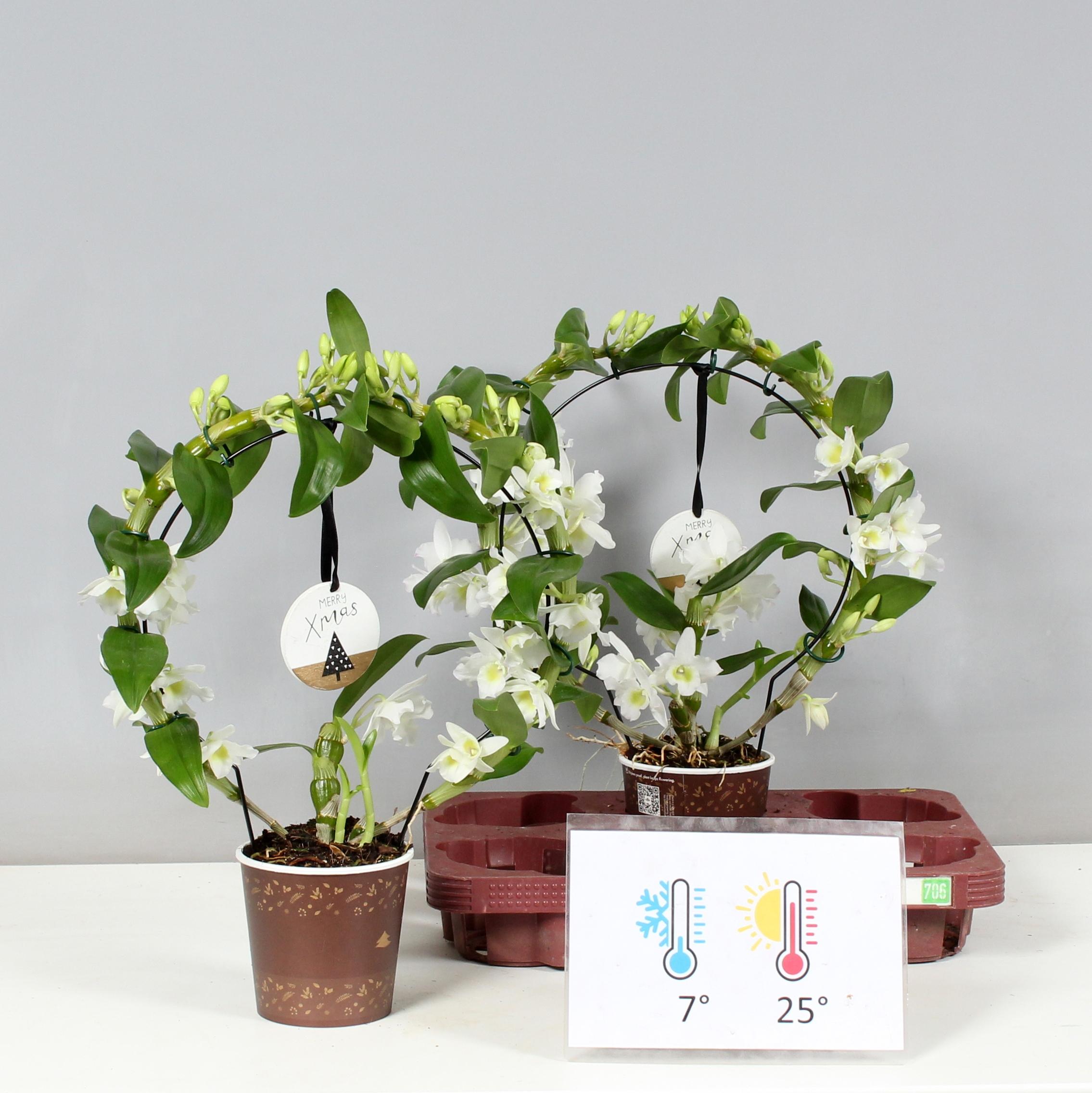 Горшечные цветы и растения оптом Dendr N Sc Apollon от 2шт из Голландии с доставкой по России