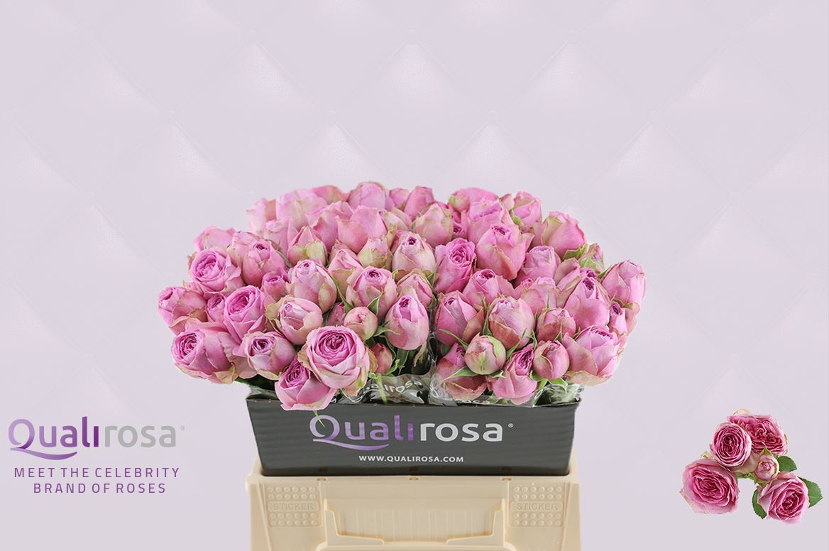 Срезанные цветы оптом Rosa spray lavender lace от 40шт из Голландии с доставкой по России