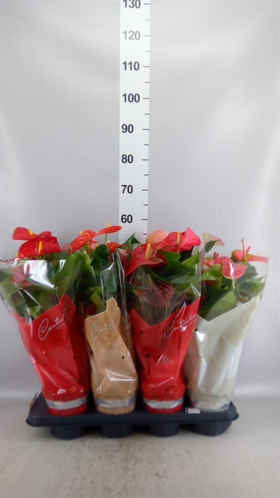 Горшечные цветы и растения оптом Anthurium ...mix 4 от 8шт из Голландии с доставкой по России