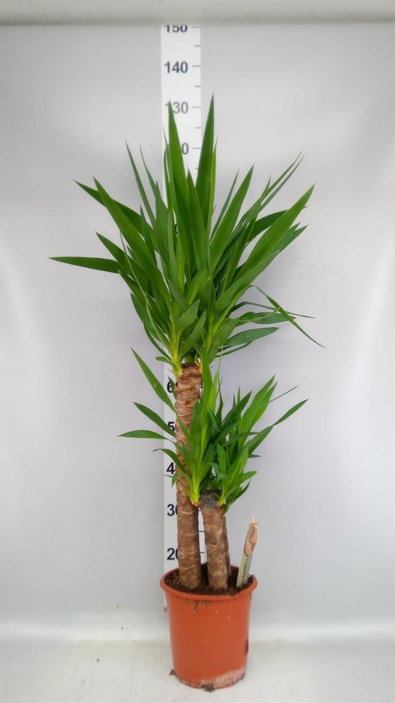 Горшечные цветы и растения оптом Yucca ... от 1шт из Голландии с доставкой по России