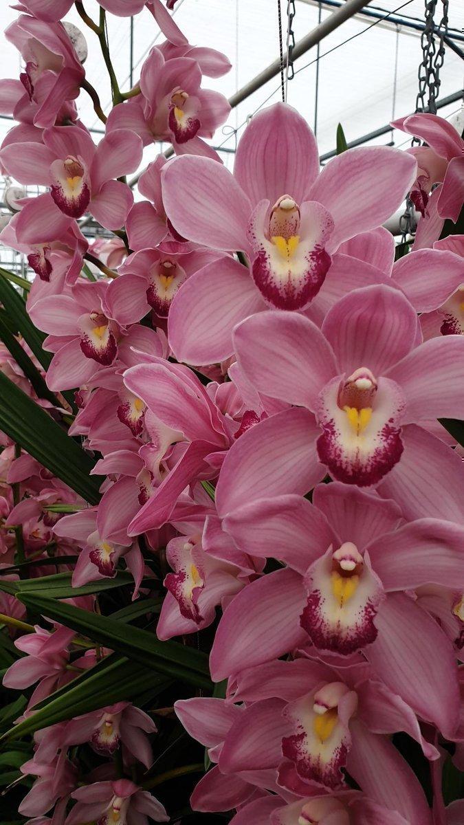 Срезанные цветы оптом Cymbidium pink lake rosa от 10шт из Голландии с доставкой по России