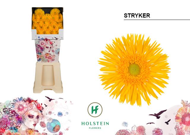 Срезанные цветы оптом Germini diamond gerspider stryker от 80шт из Голландии с доставкой по России