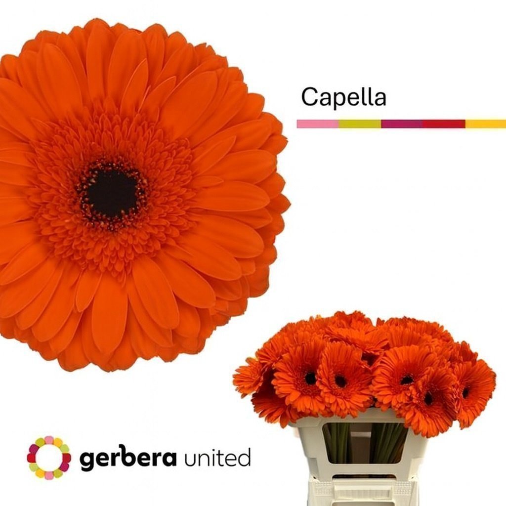 Срезанные цветы оптом Gerbera capella от 40шт из Голландии с доставкой по России