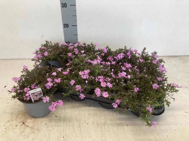 Горшечные цветы и растения оптом Phlox S Fort Hill от 8шт из Голландии с доставкой по России