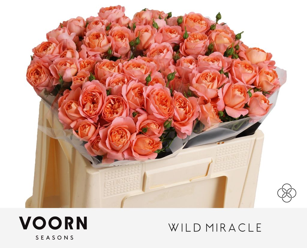 Срезанные цветы оптом Rosa spray wild miracle от 30шт из Голландии с доставкой по России