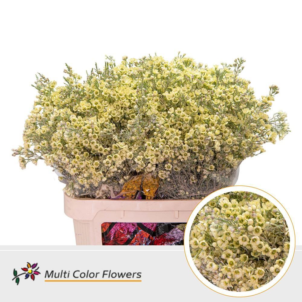 Срезанные цветы оптом Chamelaucium paint creme от 75шт из Голландии с доставкой по России