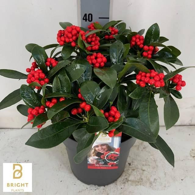 Горшечные цветы и растения оптом Skim J Pabella от 1шт из Голландии с доставкой по России